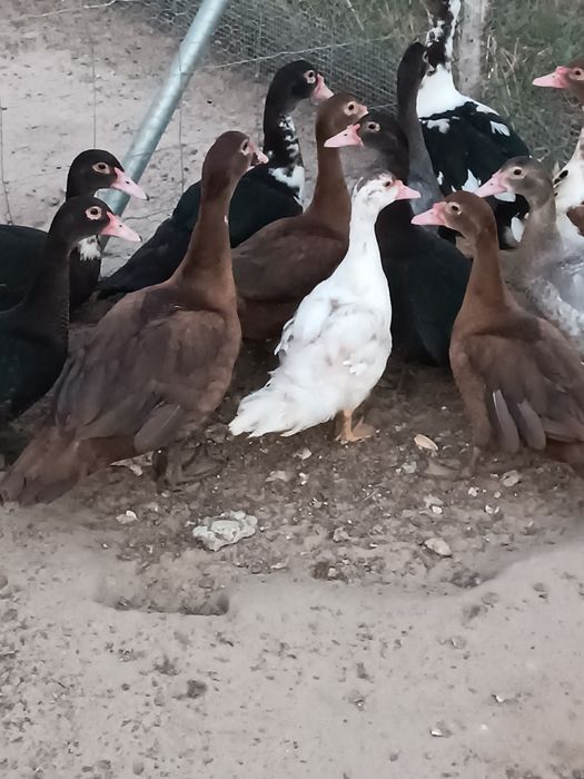 Patos Mudos.    .