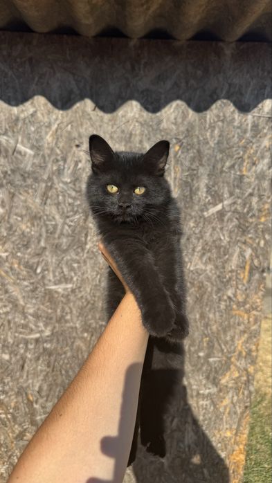 Віддам безкоштовно кошеня (дівчинка)