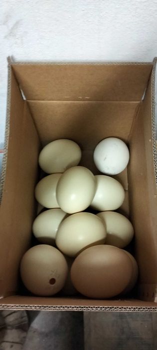 Ovos de avestruz, decoração, artesanato, Bijuteria