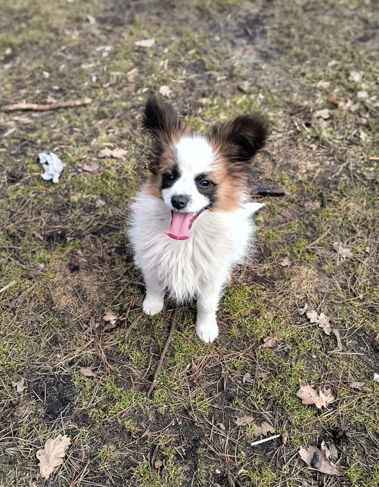 Spaniel kontynentalny miniaturowy.  Papillon