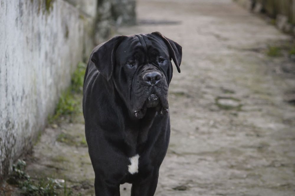 Um jovem  Cane Corso quere ser pai