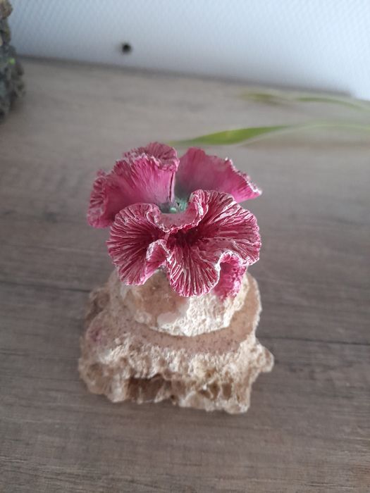 Koralowce do akwarium