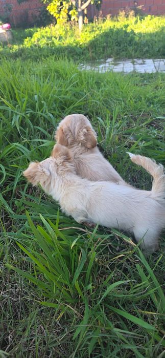 Chihuahua pelo comprido