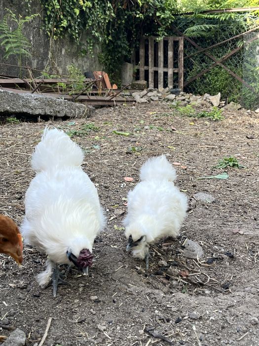 Ovos galados sedosas do Japão