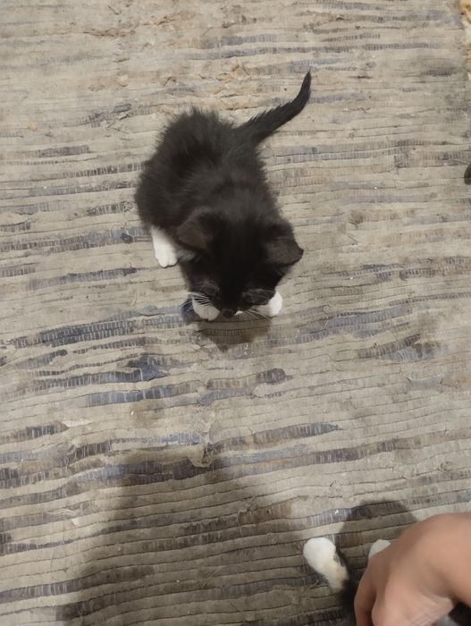 Gato para doação