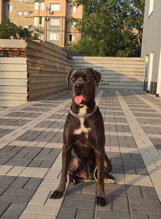 Щенки Кане Корсо 05.12