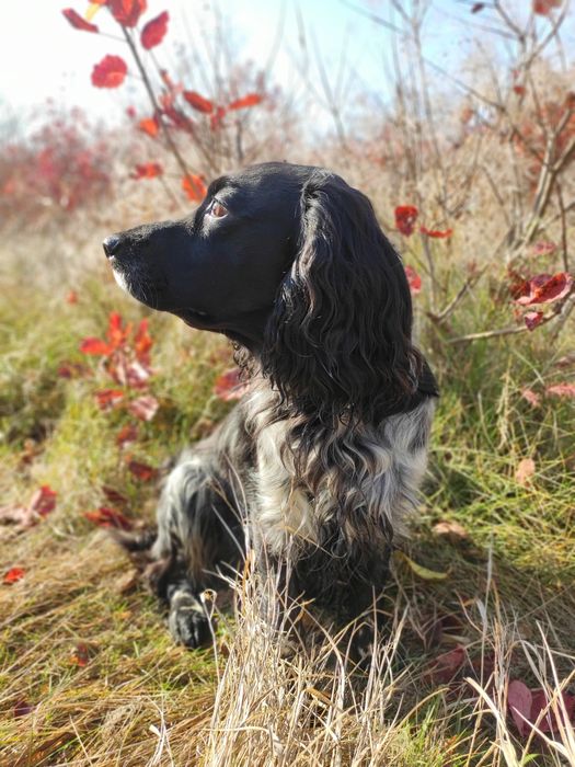 Вязка русский спаниель. Кобель для вязки. Русский охотничий спаниель.