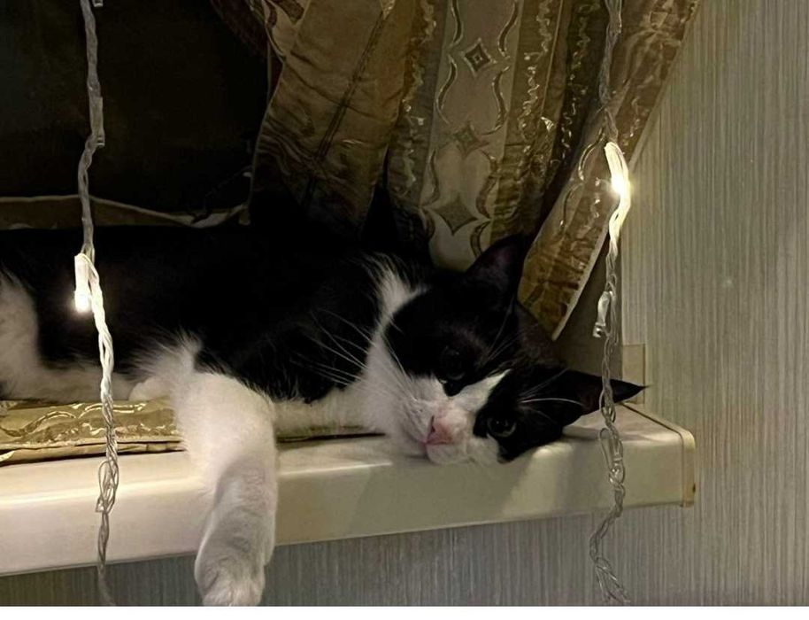 Котик безкоштовно Київ