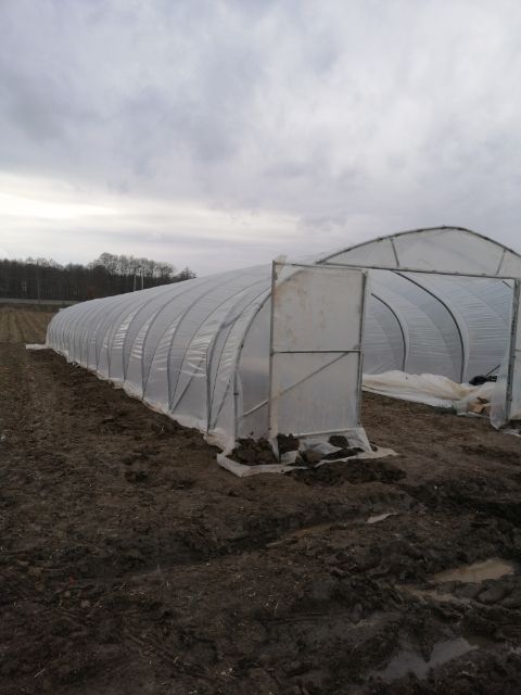 Tunel foliowy truskawka malina papryka