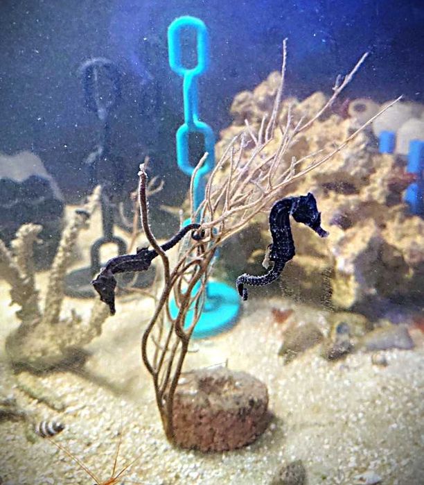 Konik morski Hippocampus erectus. Hodowla. Morskie