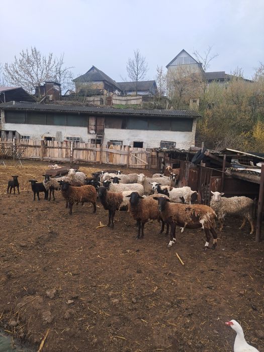 Вівці, барани,ягнята  крос дорпер