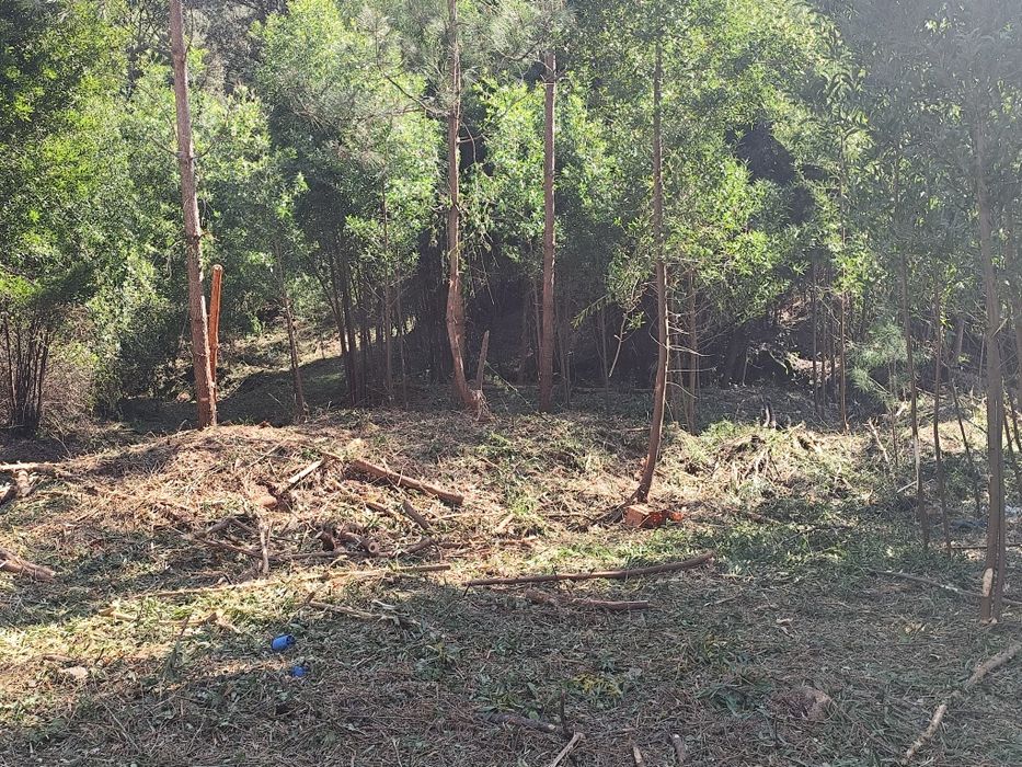 Limpezas de terrenos