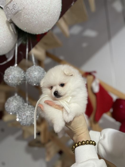 Померанські шпіци  від серця до серця