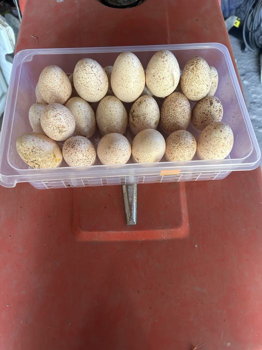 Ovos de indio Gigante