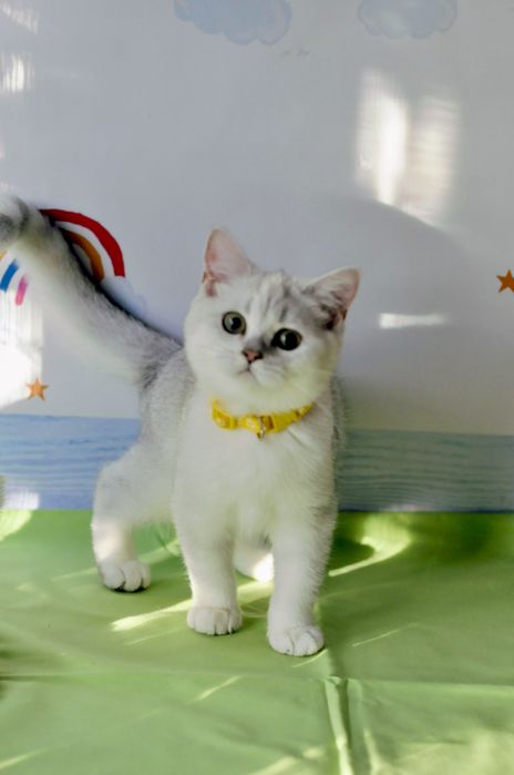 Срібна шиншила. Британські кошенята