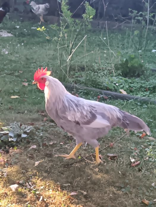 Koguty młode do dalszego chowu