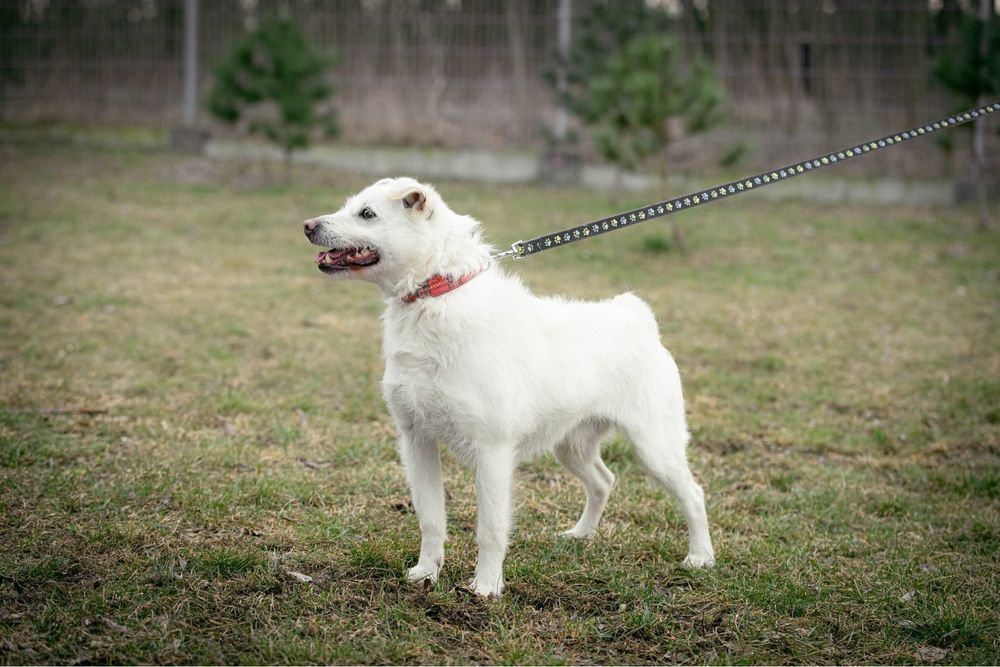 Śnieżnobiały Bentley szuka domu!