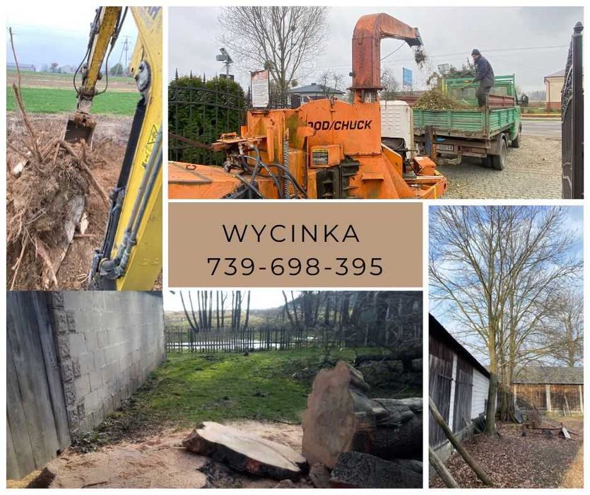 Wycinka drzew. Aroborsta z doświadczeń
