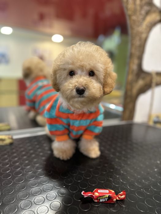 Малыш той пудель