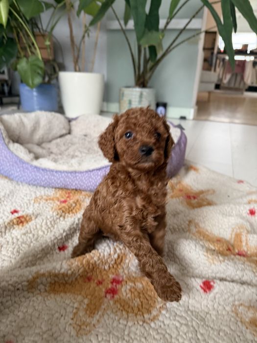 Piękna SUCZKA pudelek minaturowy