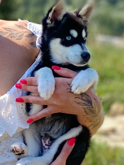 Аляскінський клі кай (міні хаскі)