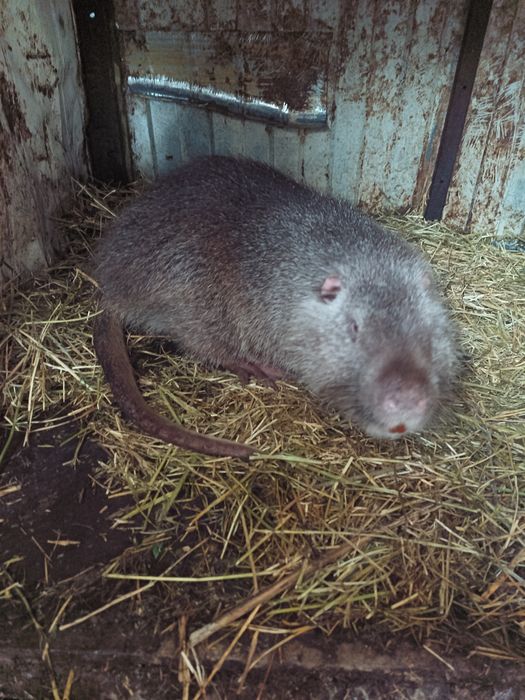 Цуценята продам.