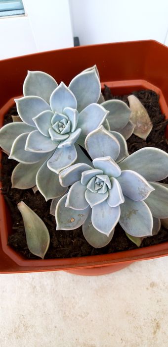 suculenta sedum weinbergii