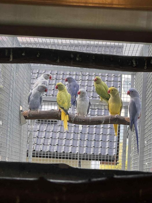 Aleksandretta,Aleksandretty obrożne mutacje!!!