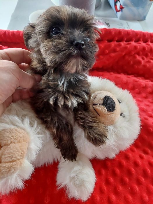 Śliczna Havanese  Zkwp FCI