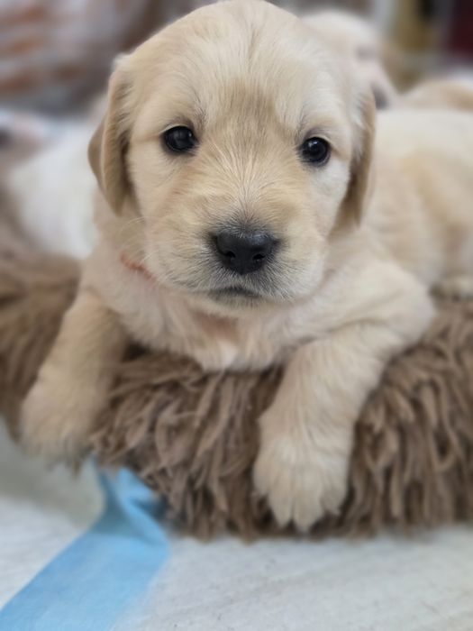 Golden Retriever -domowa hodowla