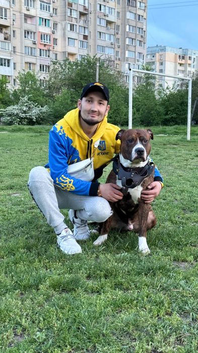 Вязка!Питбуль шалун  ищет свою любовь)))