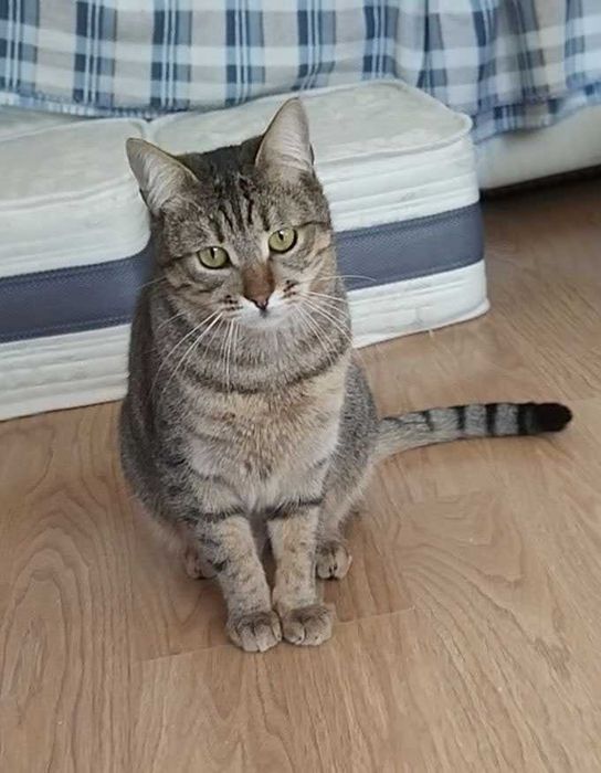 Зеленоока Дарсі - краса Аравійського Мау