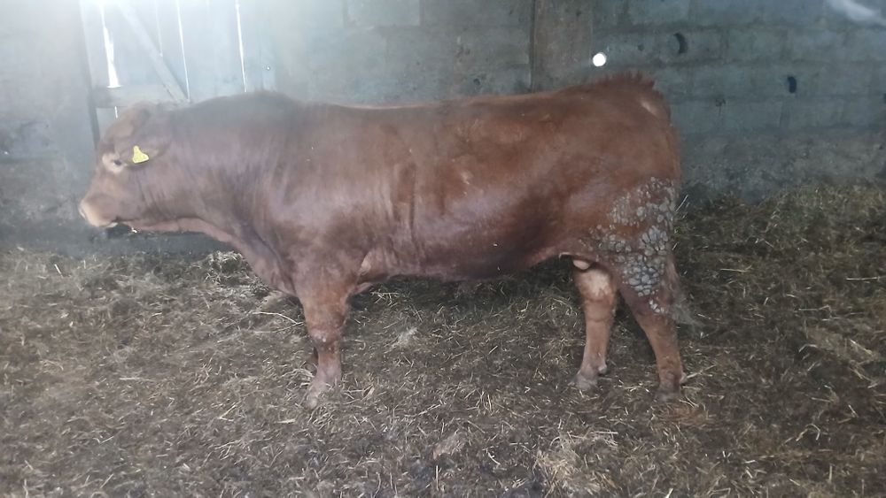 Byki limouse angus czerwony na rozplodnika