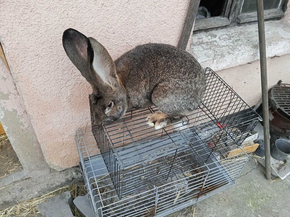 Sprzedam olbrzymy belgijskie