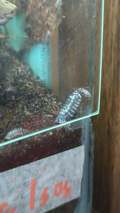 10 Zebra Isopods (Armadillidium Maculatum) clean up crew for terrarium, pillbug