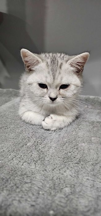 Urocza kotka brytyjska