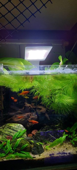 Małe gupiki i rośliny