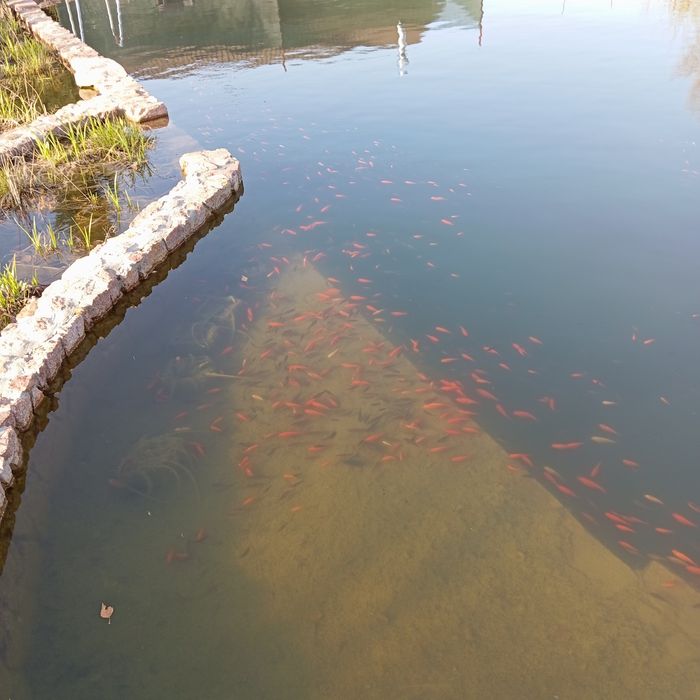 Карась Комета для водойм за найкращою ціною