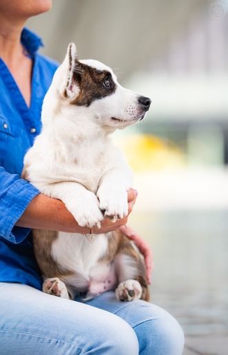 Welsh Corgi Cardigan szczenieta zapowiedź miotu 2026