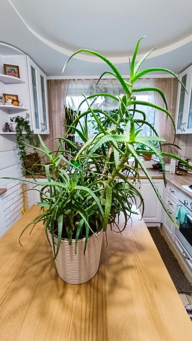 Алое велике продам