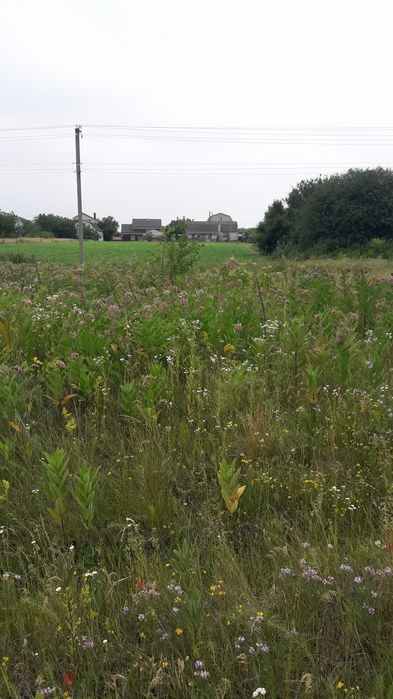 Продаж земельної ділянки в  с. Мошни, вулиця Горіхова