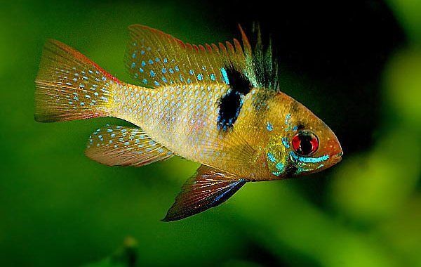 Rybka akwariowa Pielęgnica Ramireza