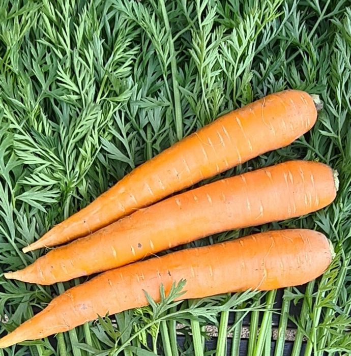 Marchew 10kg świeża bezpośrednio