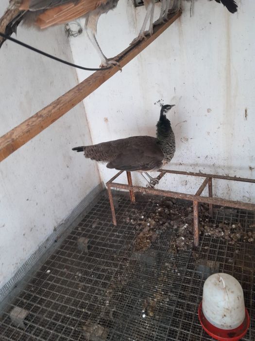 Pavões 3 femeas 1 macho e 1 purpura