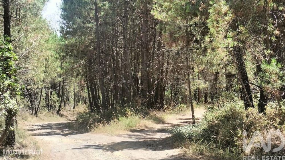 Terreno Agrícola em Andrães