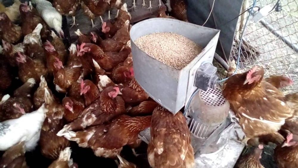 Продам курей несучок