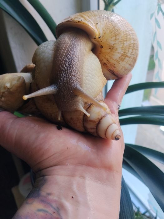 Ахатина ретикулята черноголавая