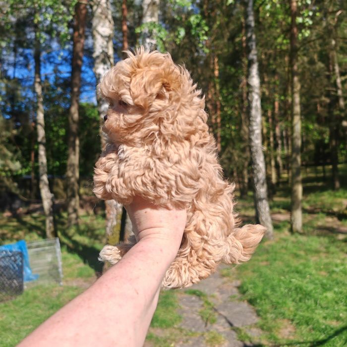Mini maltipoo piesek baby face karmelowy słodziak