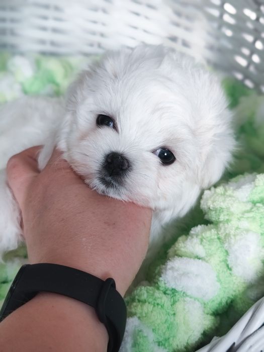 Хлопчик мальтезе