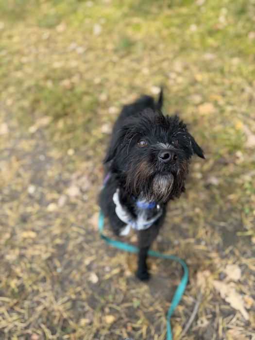 Agrest psiak do adopcji